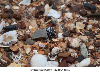 Close up view of pebbles and shells on the sandy beach.