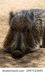 Close up view of a peccary