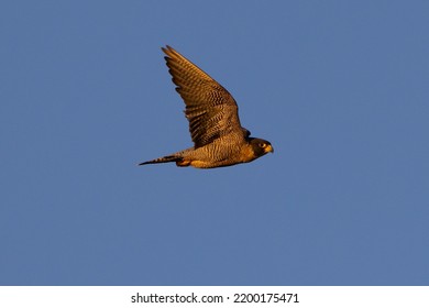 Close view of a  Peregrine Falcon flying in the warm sunset light, seen in the wild in North California - Powered by Shutterstock