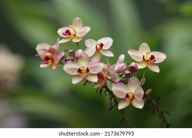 Close Up View Of Philippine Ground Orchid Flower 