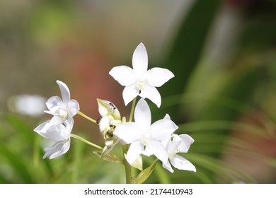 Close Up View Of Philippine Ground Orchid Flower 