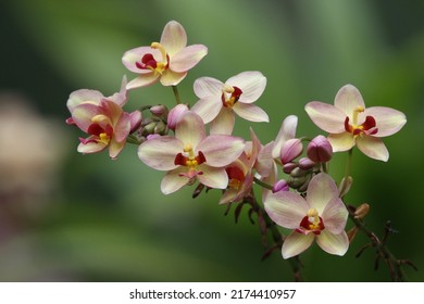 Close Up View Of Philippine Ground Orchid Flower 