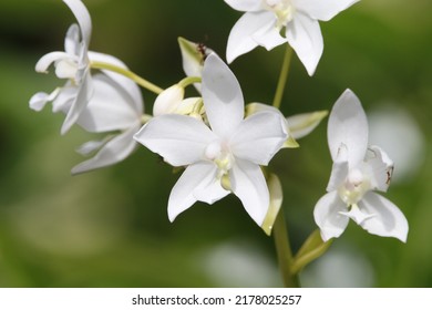 Close Up View Of Philippine Ground Orchid Flower 