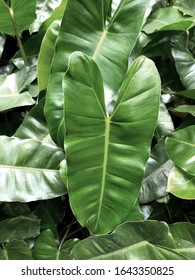 Close Up View Of Philodendron Domesticum, Also Called Spadeleaf Philodendron Or Burgundy Philodendron In A Garden. Perfect For Background Or Home Plant Decoration