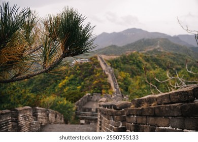 Close up view of a pine with autumn colors in the Great Wall of China with an endless path in the background and misty mountains in the horizon on a foggy day; near Beijing, China - Powered by Shutterstock