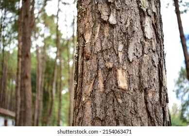 Close up view of pine bark in a pine forest about the botany of pines, trees, forests, pine forests