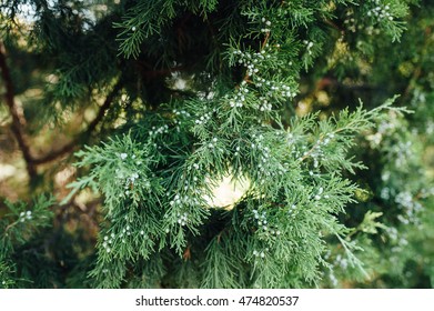 Close up view of a pine branch.