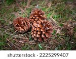Close up view of pine cones lying on the grass.

A conifer cone is a seed-bearing organ on gymnosperm plants. It is usually woody, ovoid to globular, including scales and bracts arranged around