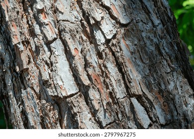 Close up view of pine tree bark showing natural patterns and rugged texture
