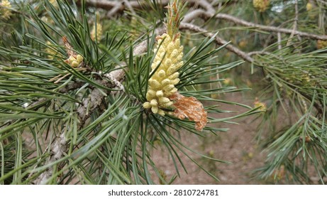 A close view of a pine tree branch shows green needles and young pine cones. The cones are small and light in color. The branch is surrounded by other green needles, providing a natural setting. This scene takes place in a forest environment, with soft earth in the background. The focus is on the details of the pine tree, highlighting new growth and the life cycle of the tree. Sunlight filters through the branches, adding a gentle light to the scene.