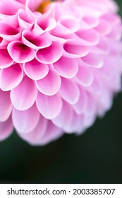 Close up view of pink dahlia flower petals, Wizard of Oz variety