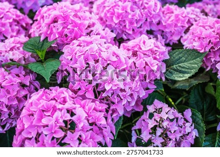 Close up view of pink hydrangea flowers in pots offered for sale in garden store. Sweden.