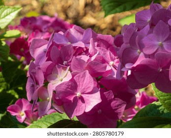 Close up view of pink hydrangea macrophylla inflorescence growing outdoors. Natural bright light illuminates soft petals, featuring shallow DOF with blurry floral background and no people present, capturing tranquil summer morning.