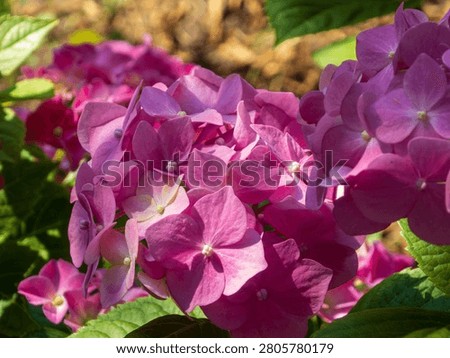 Close up view of pink hydrangea macrophylla inflorescence growing outdoors. Natural bright light illuminates soft petals, featuring shallow DOF with blurry floral background and no people present, capturing tranquil summer morning.