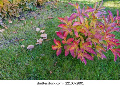 Close Up View Of Pink Peony Bush And  Mushrooms On Green Grass Field On Autumn Sunny Day. Sweden.