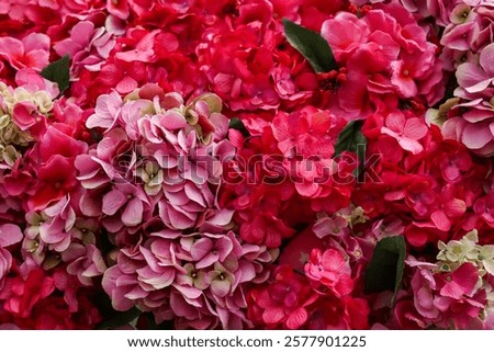 Similar – Image, Stock Photo A red hydrangea flower and its reflection
