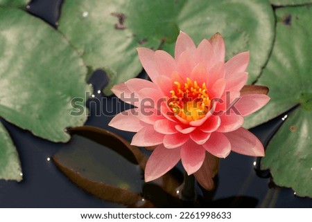 Close up view of a pink waterlily flower with yellow stamen blooming among green lush leaves on the water under bright summer sunshine. Lovely water lilies in a lotus pond