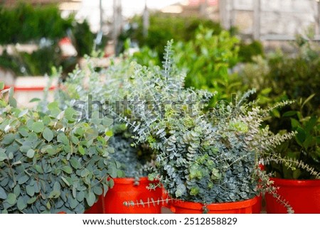 Close view of plastic pots with eucalyptus in flower market with large assortment