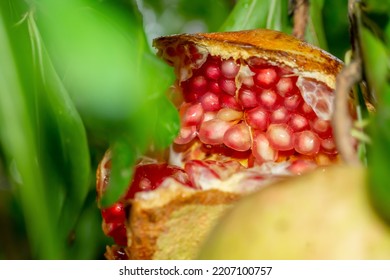 Close up view of a pomegranate surrounded by green leaves - Shutterstock ID 2207100757