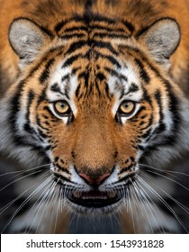 Close up view portrait of a Siberian tiger (Panthera tigris altaica)