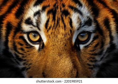 Close up view portrait of a Siberian tiger (Panthera tigris altaica) - Powered by Shutterstock