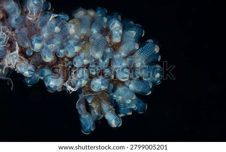 Close up view of powdered tunicates colony underwater in Anilao Philippines