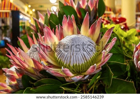 Close up view of Protea cynaroides 