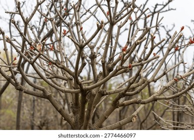 Close up view of pruned tree branch featuring red leaf bud and sprout against a soft bokeh forest background. Concept of growth and renewal in nature.