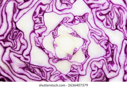 Close up view of purple cabbage. Food background. macro view of red cabbage, scotch kale. Organic food. View from above. Copy space. Vertical shot.