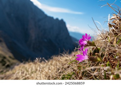 Close up view of purple flower mountain primrose growing on alpine meadow in Hochschwab mountain region, Styria, Austria. Scenic hiking trail in remote Austrian Alps. Blooming springtime. Wanderlust - Powered by Shutterstock