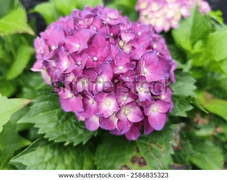 close up view of a purple Hydrangea macrophylla