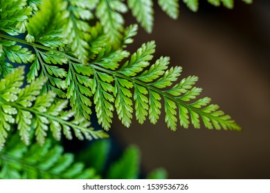 Close Up View Of Rabbit's Foot Fern Frond 