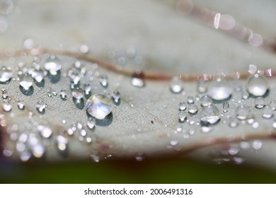 Up close view of rain on a leaf
