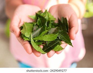 Close up view of raw green neem leaves being held in hand - Powered by Shutterstock