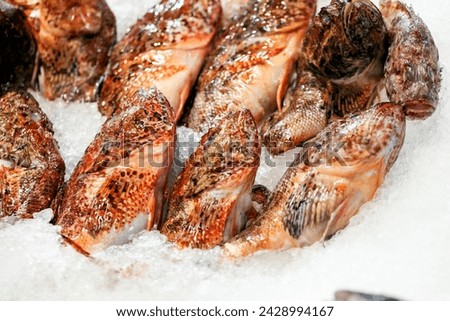 Close up view of raw, iced fresh red scorpion fishes on the market. Turkish name : Iskorpit