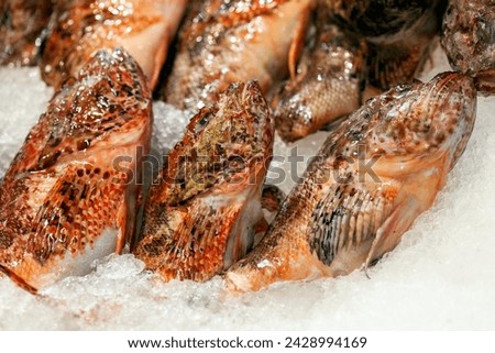 Close up view of raw, iced fresh red scorpion fishes on the market. Turkish name : Iskorpit