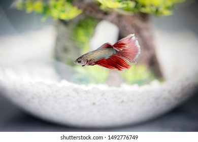 Close up view of a red and blue betta fish in a aquarium with white gravel.