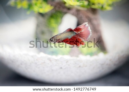 Close up view of a red and blue betta fish in a aquarium with white gravel.