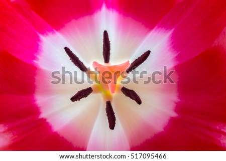 Similar – Close-Up Details Of Pink Tulip Flower