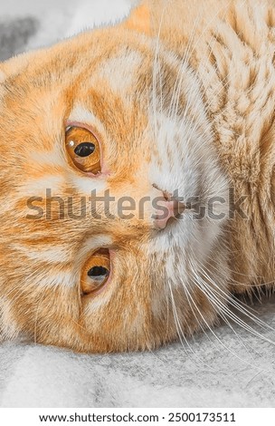 It is the close up view of red cat on grey blanket.  It's photo of red stripped kitty liying on bed and relax on gray and white blanket.