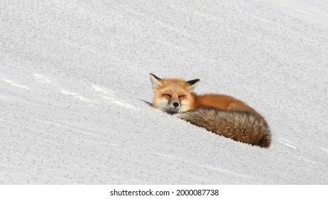 Close View Of A Red Fox Resting On Winter Snow At Yellowstone National Park In Wyoming, Usa