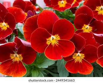 Close view of red garden pansies or Viola x wittrockiana. How to plant garden pansy concept.