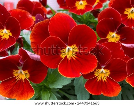 Close view of red garden pansies or Viola x wittrockiana. How to plant garden pansy concept.
