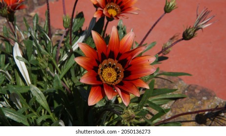  Close View Of A Red Gazania, South African Daisy               