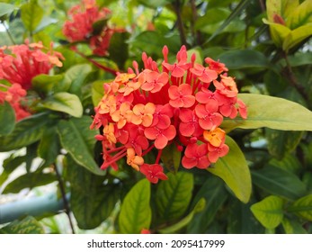 close up view of red ixora chinesis flower - Shutterstock ID 2095417999
