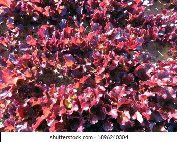 Close View Of Red Leaf Lettuce In The Field