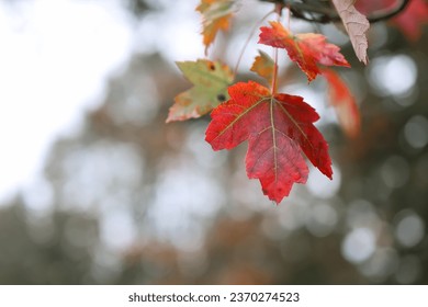 Close up view of red Maple leaf in autumn time.