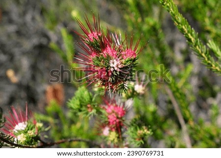 Close view of red native Australian wildflower in Ku-ring-gai Chase National Park. Spring flowers in New South Wales.
