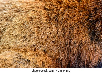 Close View Of Red Panda Fur Or Lesser Panda (Ailurus Fulgens)
Fur In Japan.