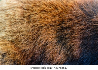 Close View Of Red Panda Fur Or Lesser Panda (Ailurus Fulgens) Fur In Japan.